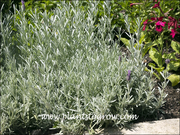 Silver Anouk has some of the best silver foliage of the Lavenders.